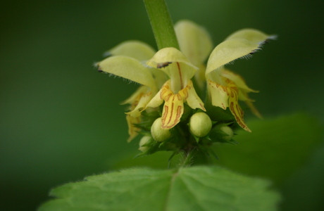 Berg-Goldnessel (Galeobdolon montanum) - © Emanuel Trummer